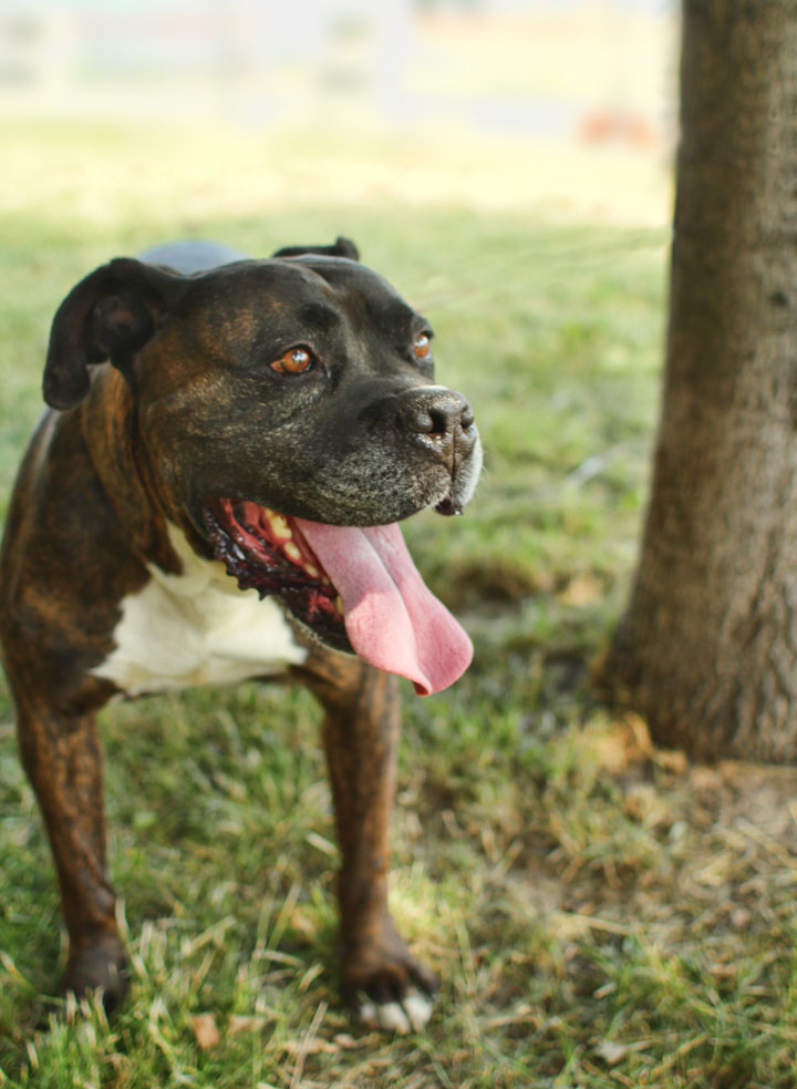 American Bulldog Boxer Mix Pictures