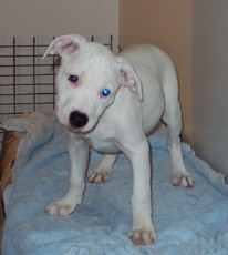 American Bulldog Boxer Mix Puppies