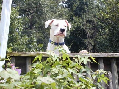 American Bulldog Boxer Mix Puppies