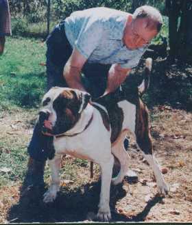 American Bulldog Johnson Breed