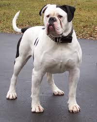 American Bulldog Johnson Breed