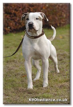 American Bulldog Johnson Breed