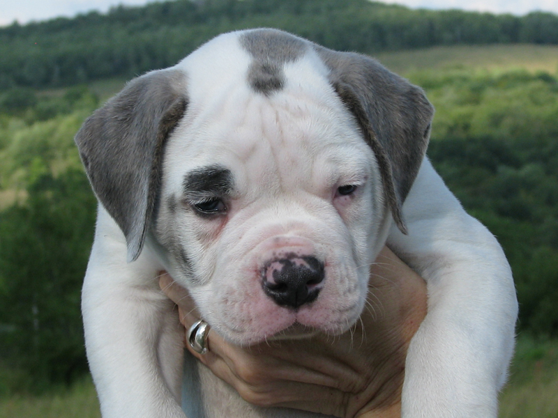 American Bulldog Johnson Breed