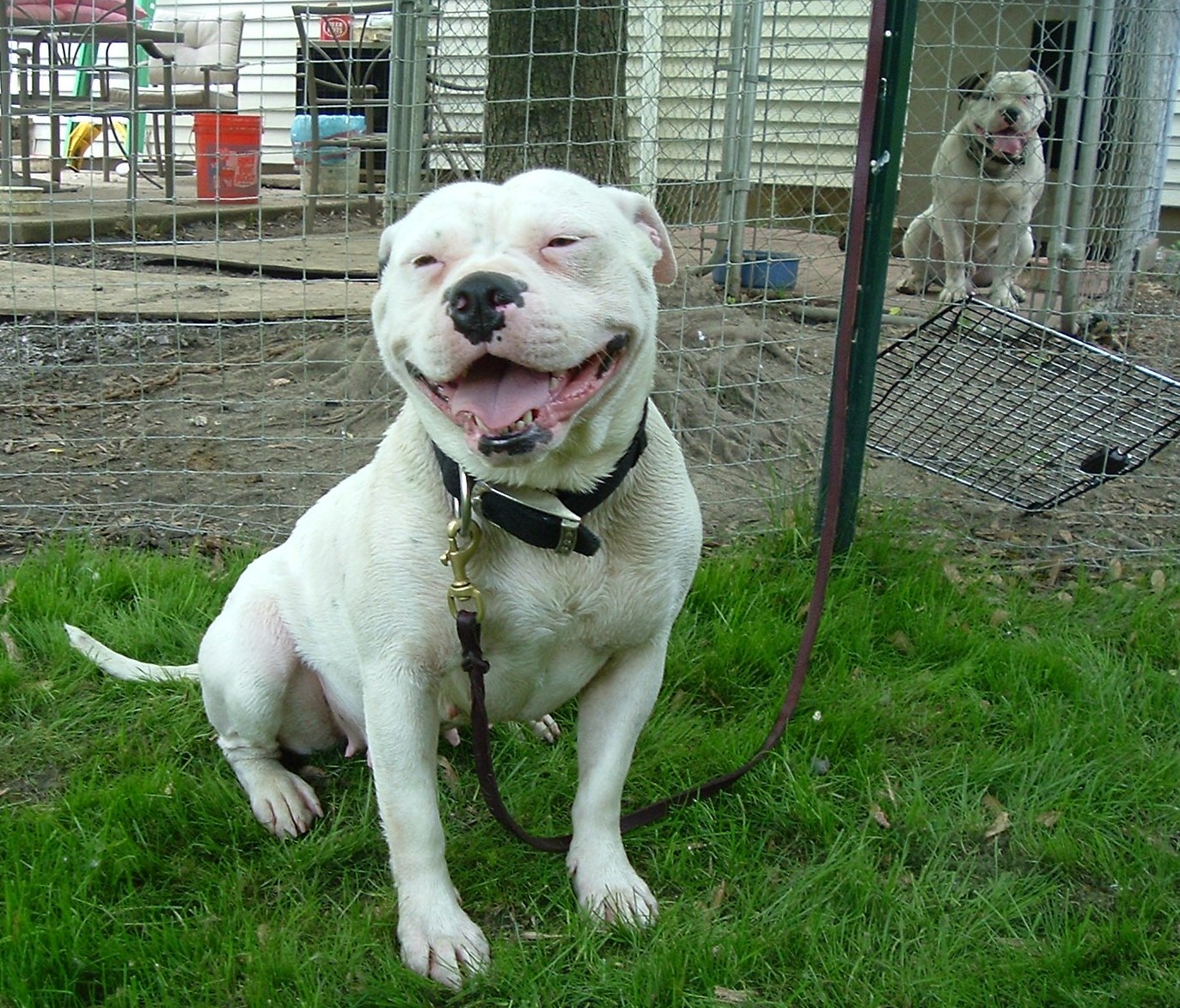 American Bulldog Johnson Breed