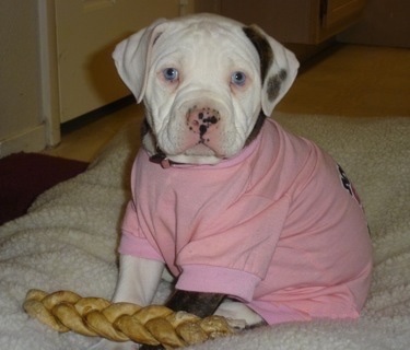 American Bulldog Johnson Breed