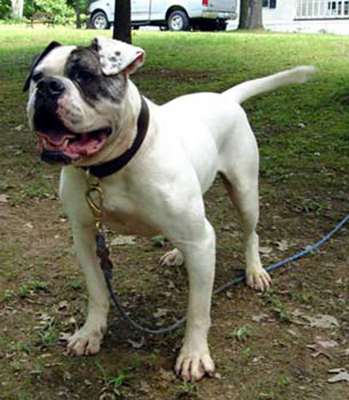 American Bulldog Johnson Breed