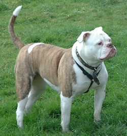 American Bulldog Johnson Breed For Sale