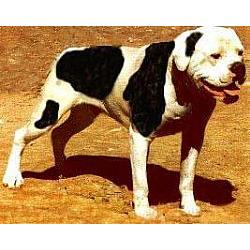 American Bulldog Johnson Breed For Sale