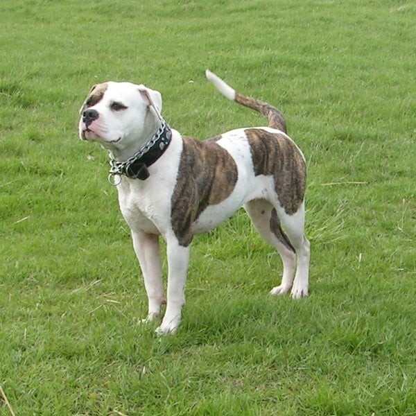 American Bulldog Johnson Breed For Sale