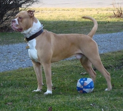 American Bulldog Johnson Breed For Sale