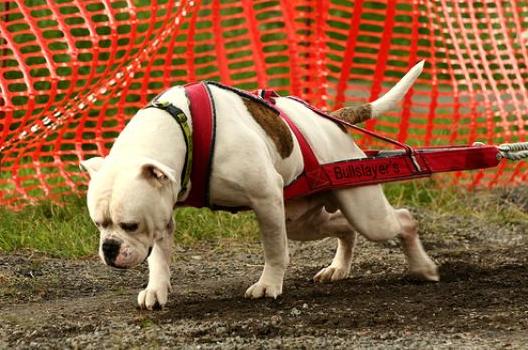 American Bulldog Johnson Breed Info