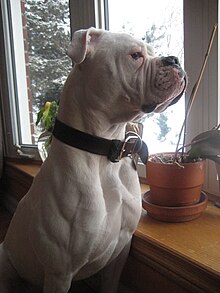 American Bulldog Johnson Breed Info