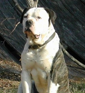 American Bulldog Johnson Breed Info