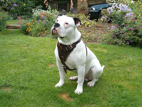 American Bulldog Johnson Breeders Uk