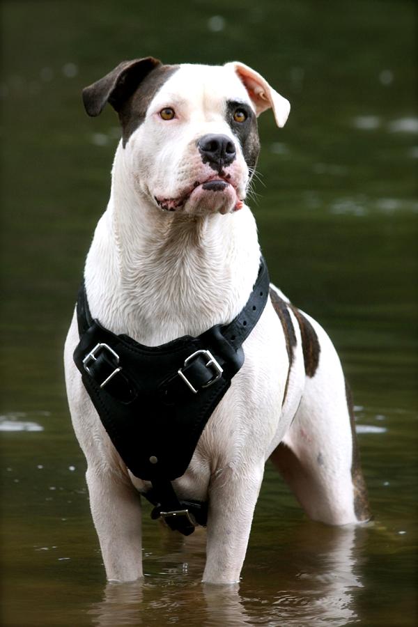 American Bulldog Johnson Breeders Uk