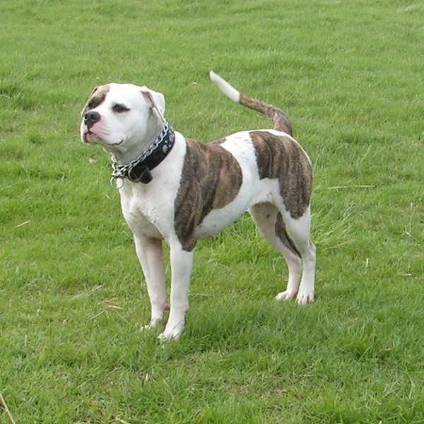 American Bulldog Johnson Breeders Uk