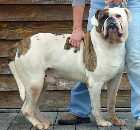 American Bulldog Johnson Line