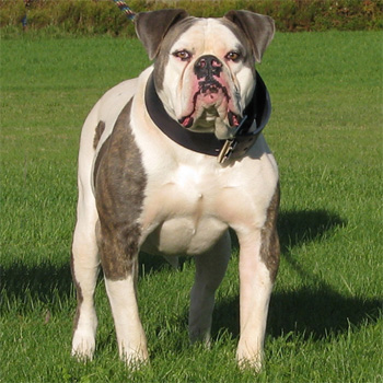 American Bulldog Johnson Line