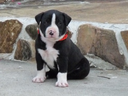 American Bulldog Johnson Type