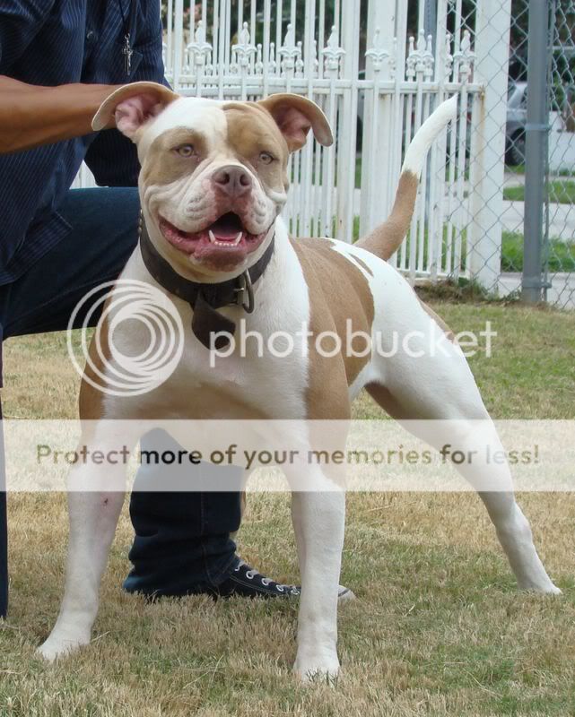 American Bulldog Johnson Type