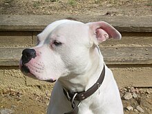 American Bulldog Johnson Type