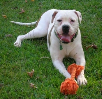 American Bulldog Johnson Type