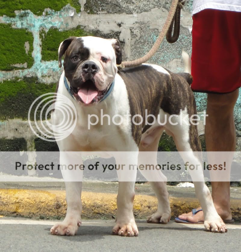 American Bulldog Johnson Type