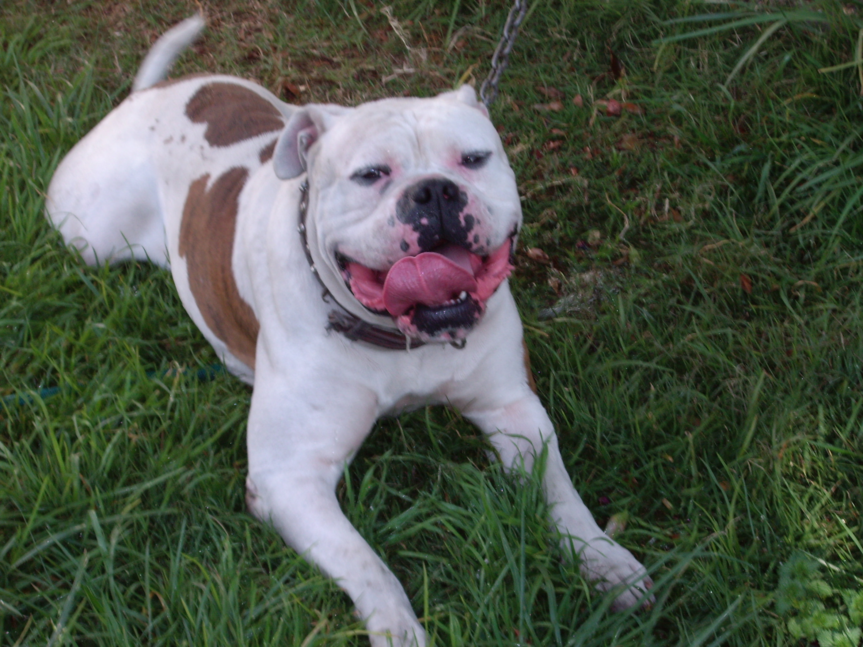 American Bulldog Johnson Type