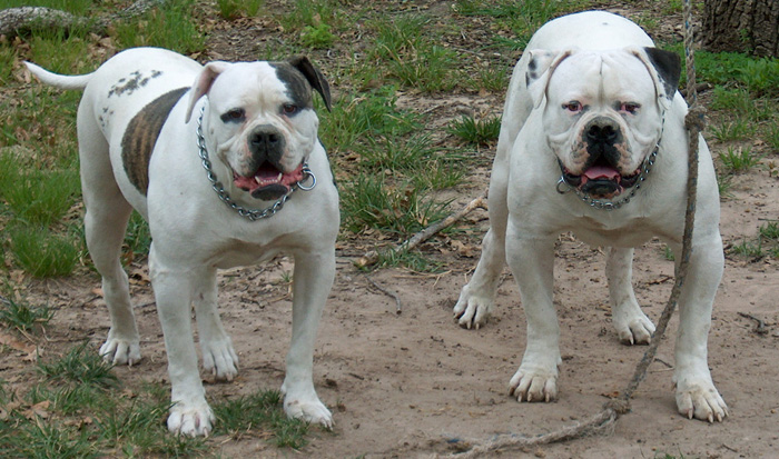 American Bulldog Johnson Type