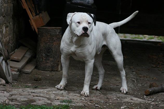 American Bulldog Johnson Type Big