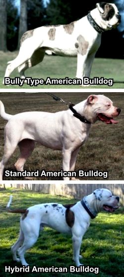 American Bulldog Johnson Type Big