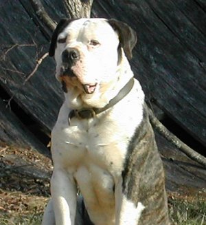 American Bulldog Johnson Type Big