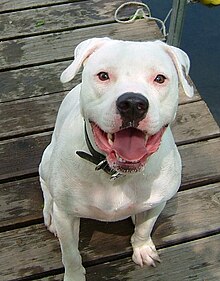 American Bulldog Johnson Type Breeders