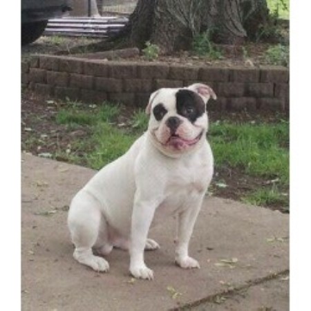 American Bulldog Johnson Type Breeders