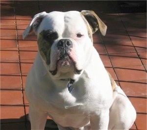 American Bulldog Johnson Type Size