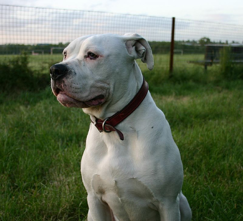 American Bulldog Johnson Type Temperament