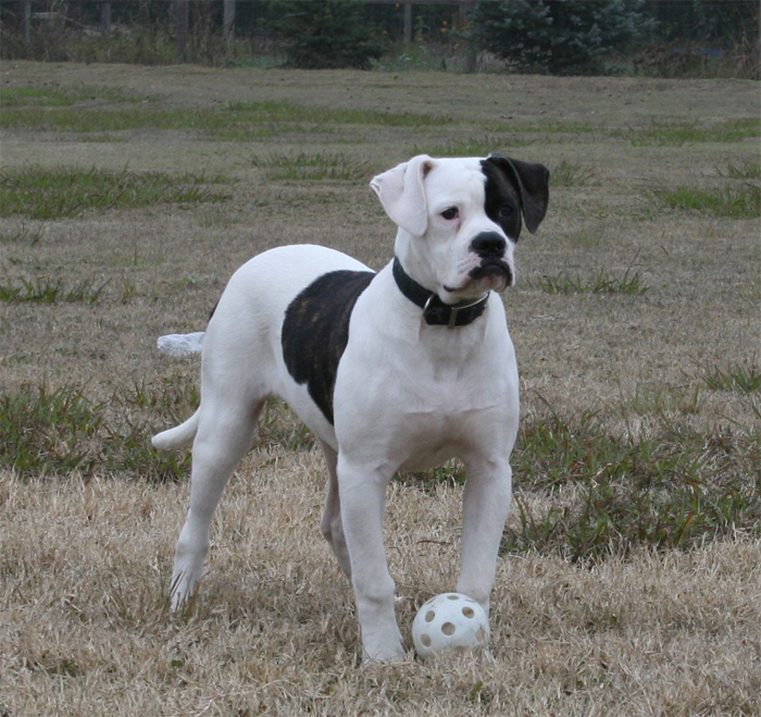 American Bulldog Johnson Type Temperament