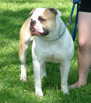 American Bulldog Johnson Type Temperament