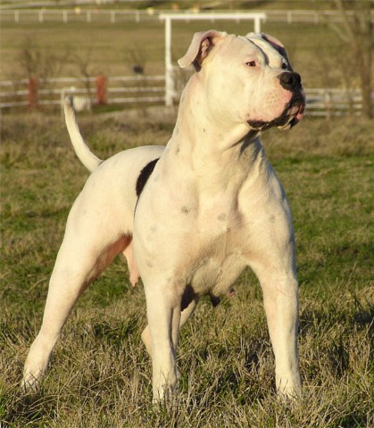 American Bulldog Johnson Type Temperament