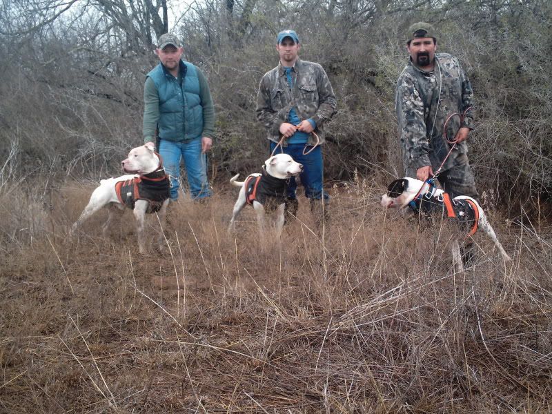 American Bulldog Johnson Vs Scott