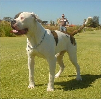 American Bulldog Johnson Vs Scott