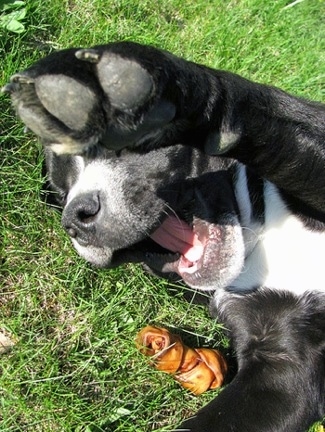 American Bulldog Lab Mix