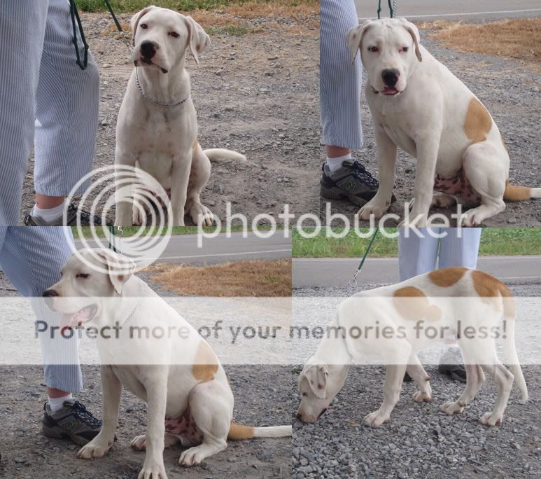 American Bulldog Lab Mix