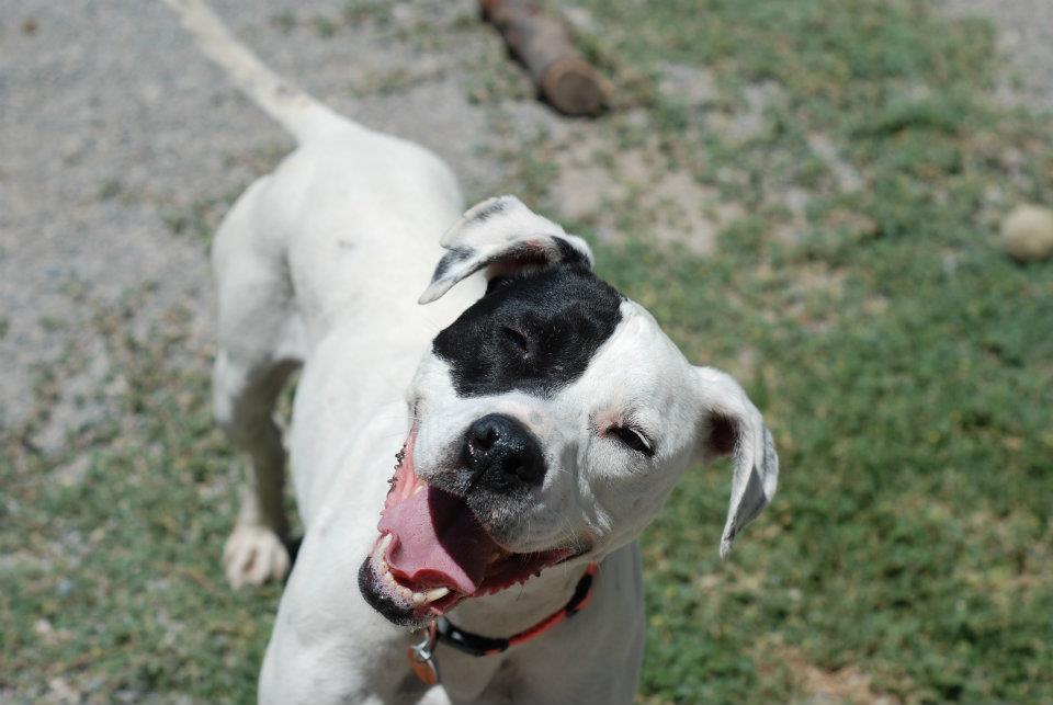 American Bulldog Lab Mix