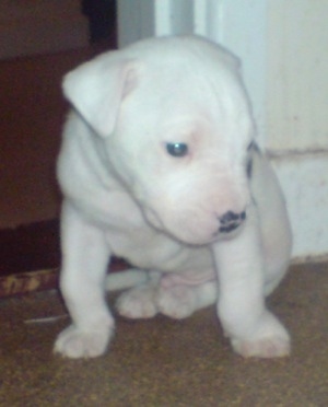 American Bulldog Lab Mix For Sale