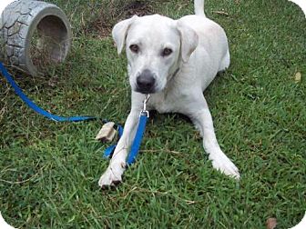 American Bulldog Lab Mix For Sale