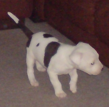 American Bulldog Lab Mix For Sale