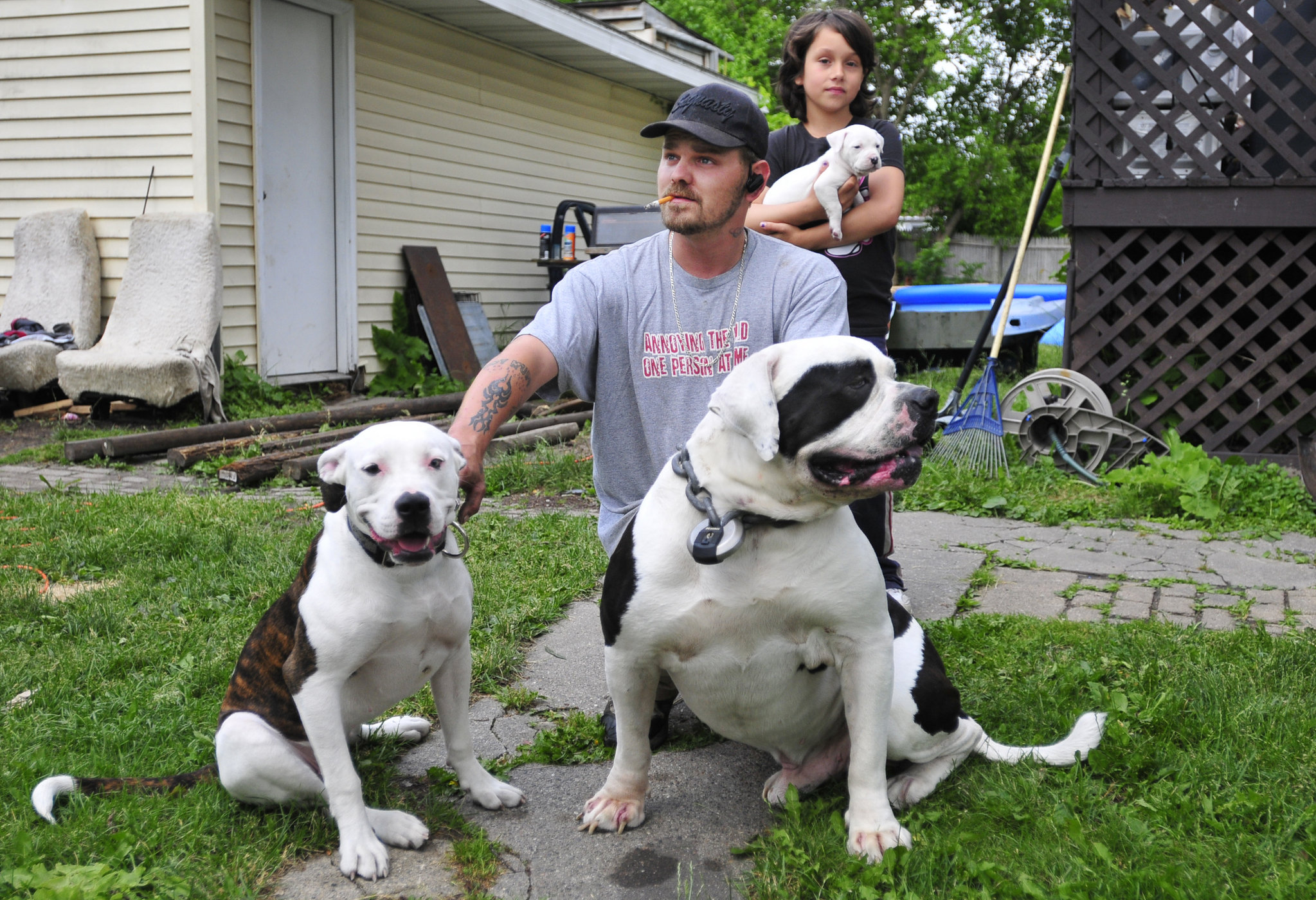 American Bulldog Lab Mix For Sale