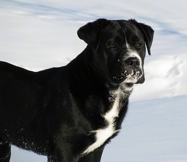 American Bulldog Lab Mix Pictures