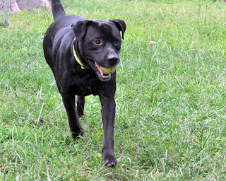 American Bulldog Lab Mix Pictures